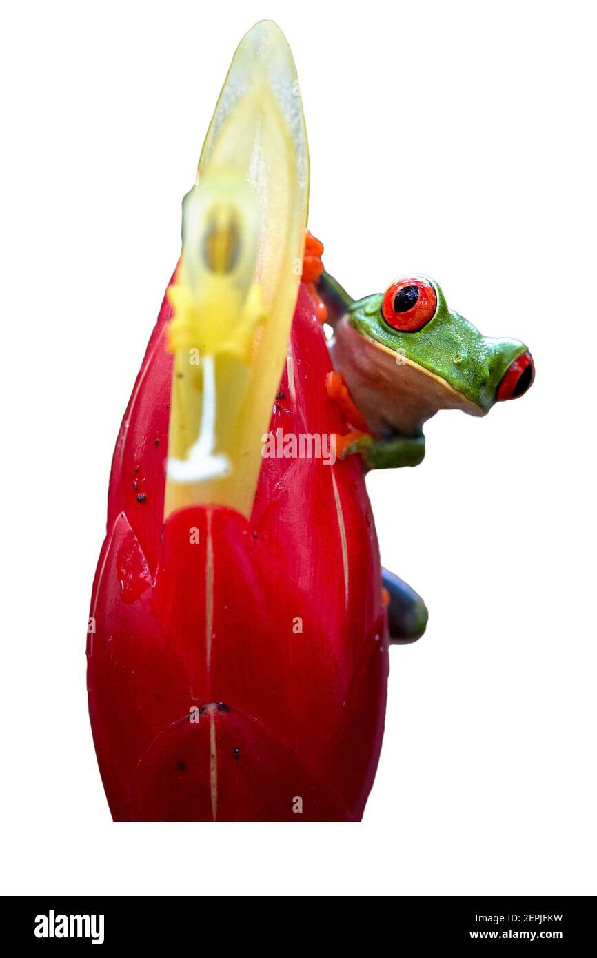 Isolé sur fond blanc, Agalychnis callidryas, grenouille tropicale à yeux rouges, grenouille arboricole non toxique et colorée avec yeux et orteils rouges, en regardant de Banque D'Images