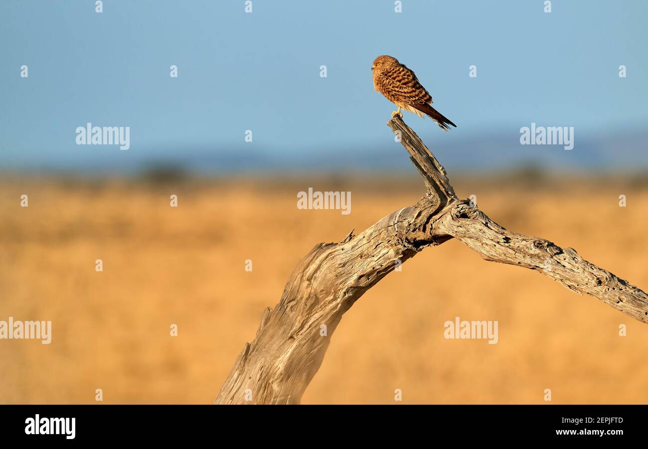 Grand Kestrel, Falco rupicoloides, oiseau de proie africain appartenant à la famille des faucon. Kestrel à yeux blancs perchée sur un vieux arbre contre un arbre sec flou Banque D'Images