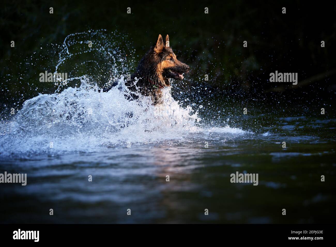 Chien poilu sautant dans les éclaboussures d'eau d'une rivière, tête éclairée par le soleil sur fond sombre. Actions, jeux d'entraînement avec chien dans l'eau. Bohémien Banque D'Images