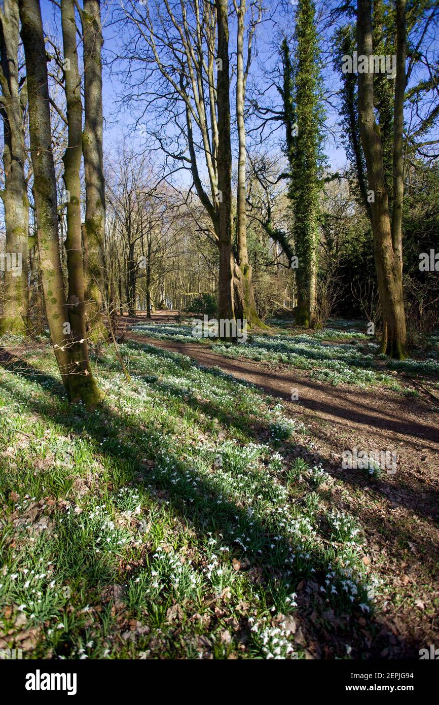 Snowdrops de Badbury Woods. Oxfordshire, Angleterre Banque D'Images