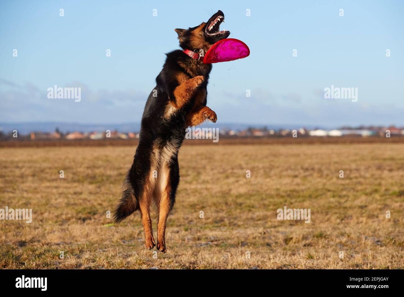Chien de race, berger bohémien. Chien noir et marron, berger poilu en action, sautant pour attraper un disque actif rouge. Chien de famille actif dans le jeu d'entraînement Banque D'Images
