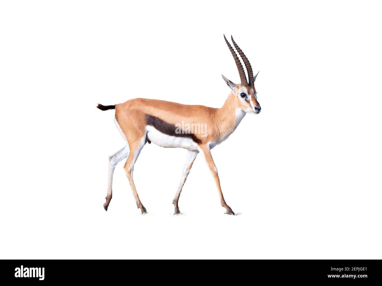 La gazelle de Thomson, Eudorcas thomsonii, a été isolée sur fond blanc. Parc national d'Amboseli, Kenya. Banque D'Images