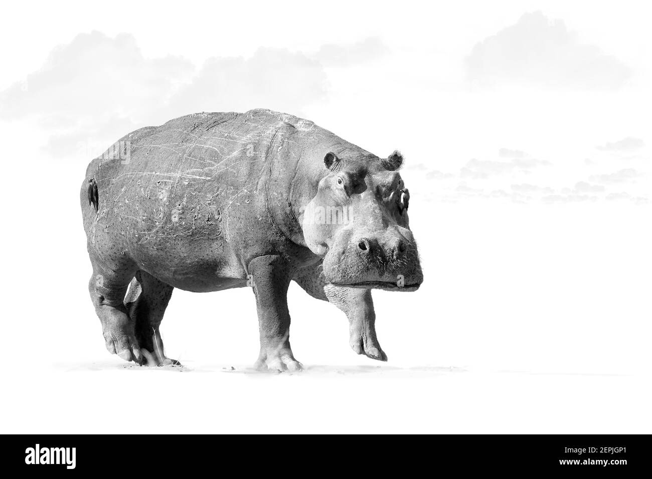 Isolé sur fond blanc, artistique, noir et blanc photo d'africain Hippopotamus, Hippopotamus amphibius, angle bas, vue directe de gros taureau hippopotame stari Banque D'Images