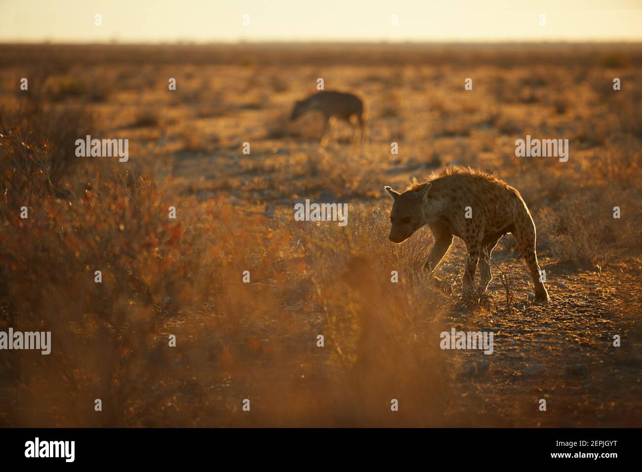 Gros plan, photo panoramique de la hyène tachetée, Crocuta crocuta avec des lamanes verticales et rétroéclairées, deux hyènes en cours de savane sèche tôt le matin. Faune Banque D'Images