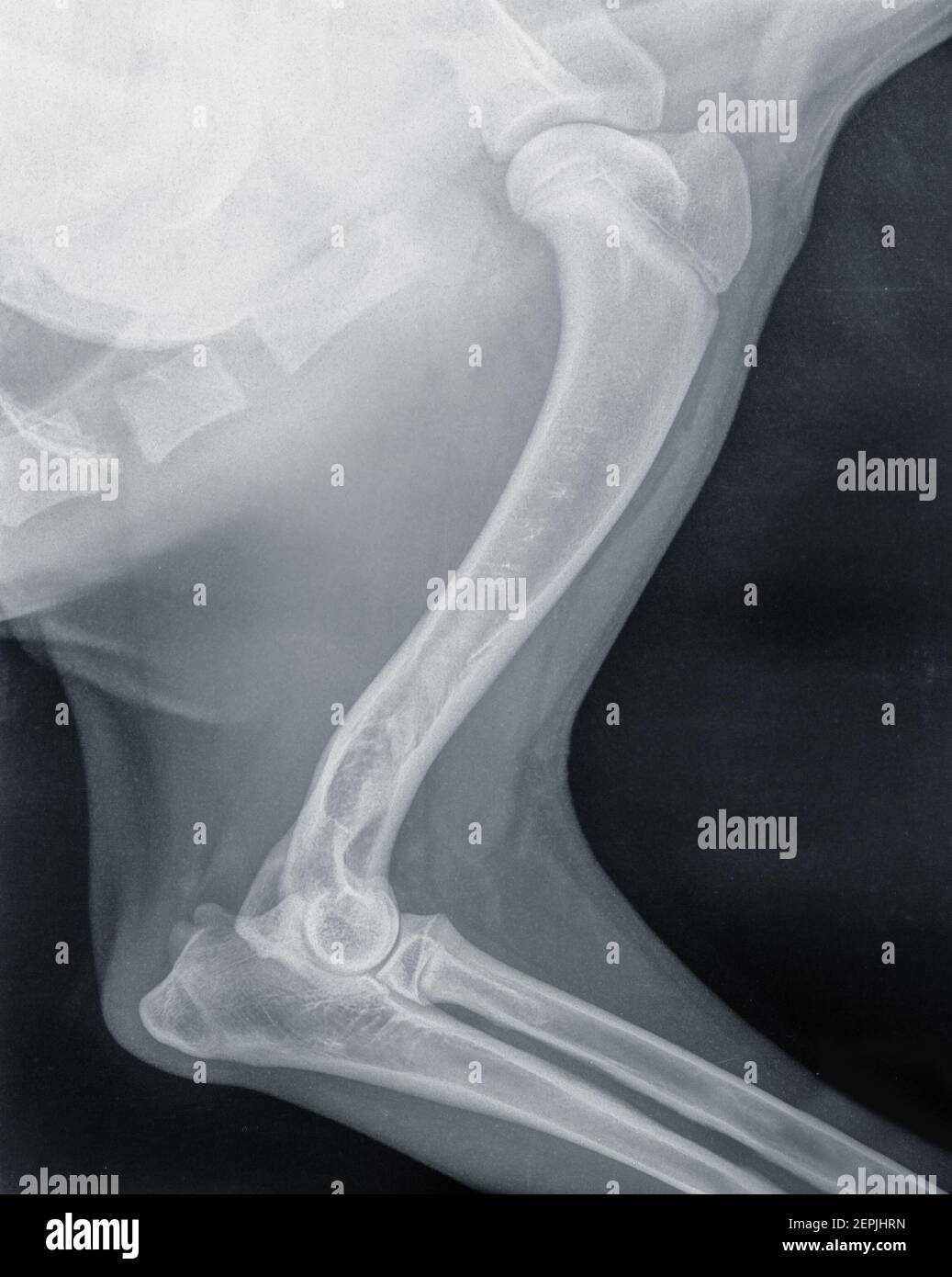 Rayons X de la jambe avant d'un jeune chien avec enostose ou panostéite avec augmentation de l'opacité et la sclérose médullaire de la diaphyse Banque D'Images