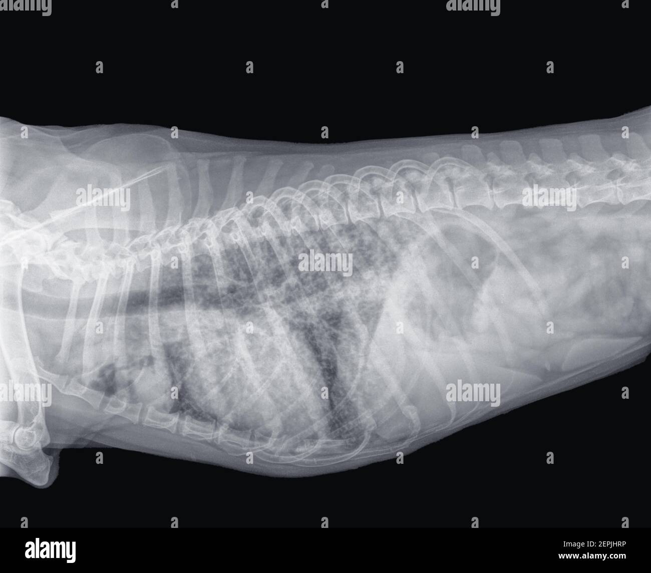 Radiographie d'un chien avec cancer du poumon (crânien du coeur) et métastases. Vue latérale, à gauche du thorax, à droite de l'abdomen. Isolé sur le noir Banque D'Images