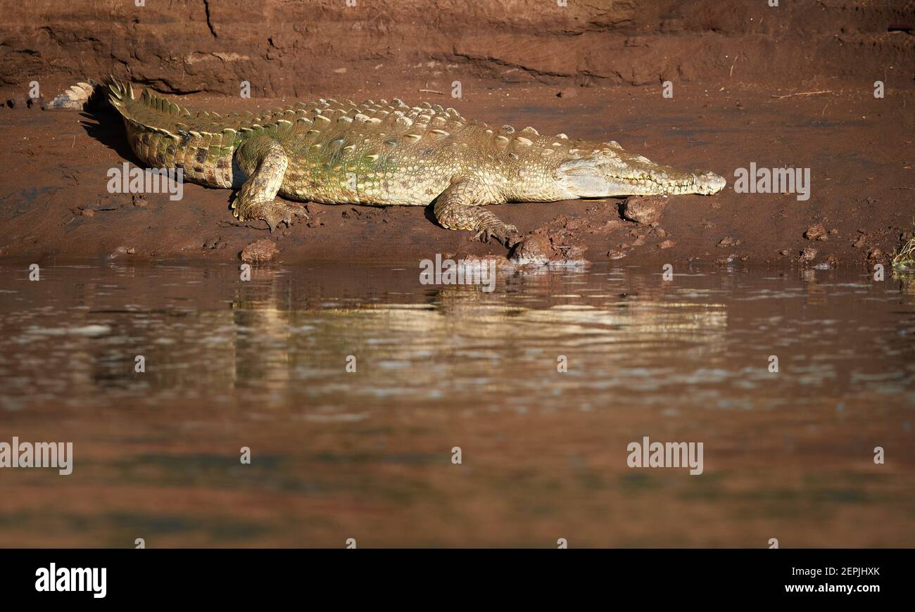 marque avec un crocodile