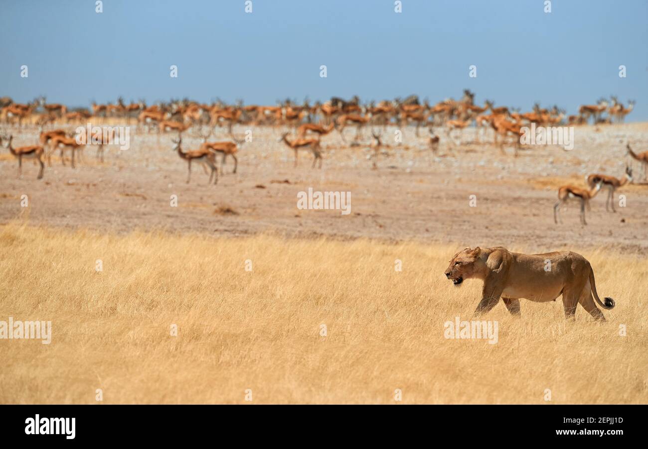 Lioness, Panthera leo, marchant dans la savane sèche contre des troupeaux d'antilopes de Springbok du parc national d'Etosha. Scène typique des animaux africains. La lioness dans Banque D'Images