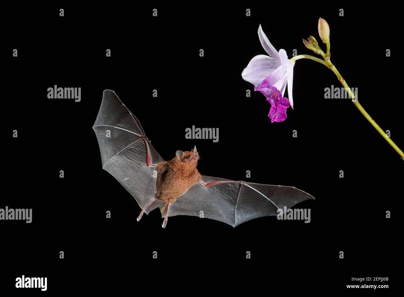 Chauve-souris nectar orange, Lonchophylla robusta. Cliché de nuit d'une chauve-souris en vol suçant le nectar des fleurs nocturnes. Forêt tropicale du Costa Rica. Banque D'Images