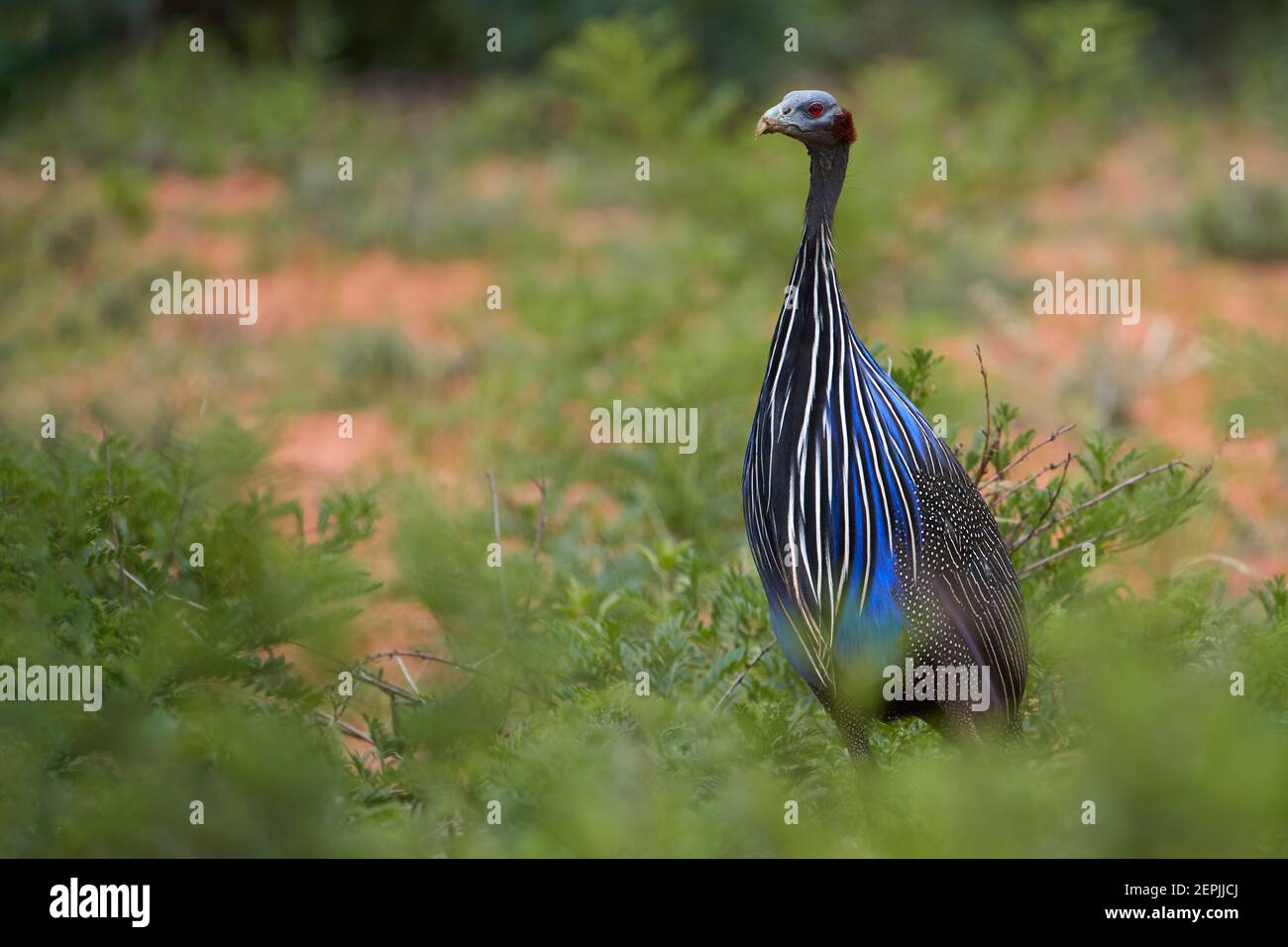 Guineafhid de Vulturine, vulturinum d'acrylium, grand oiseau africain, bleu de cobalt avec des hackles blanches. Banque D'Images