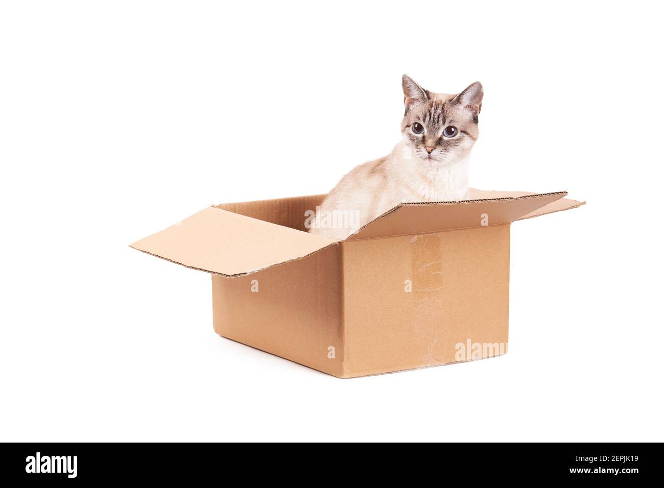 Le chat tabby domestique est assis dans une boîte en carton. Isolé sur un fond blanc. Le concept du courrier, de la livraison et de l'expédition Banque D'Images