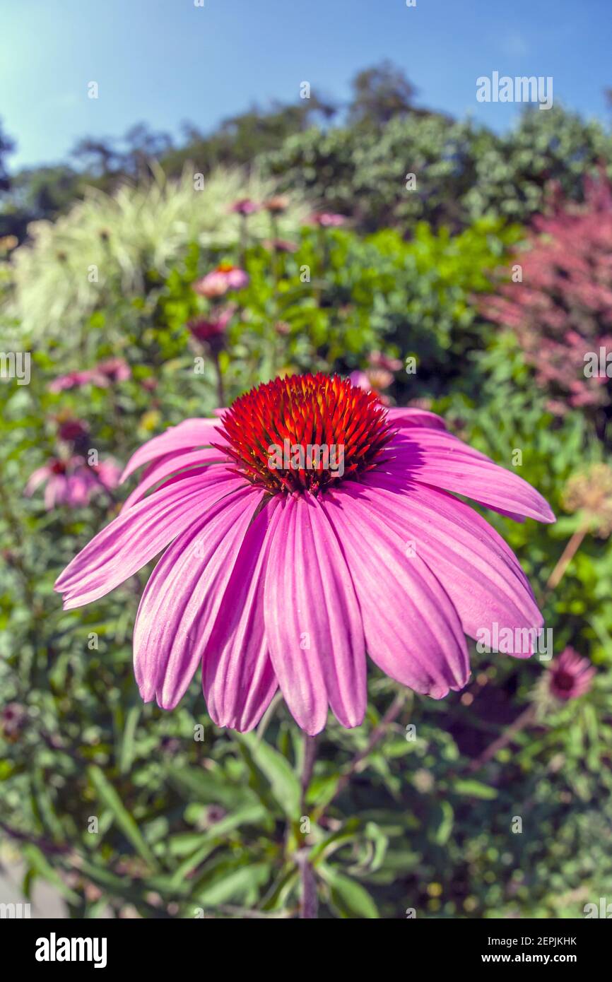 L'échinacée,plantes plantes à fleurs dans le family.commonly coneflowers appelé daisy Banque D'Images