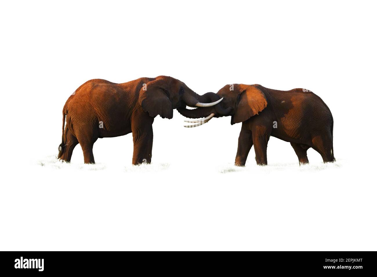 Isolé sur une photo de fond blanc de deux éléphants africains, Loxodonta africana, face à face, touchant des troncs. Banque D'Images