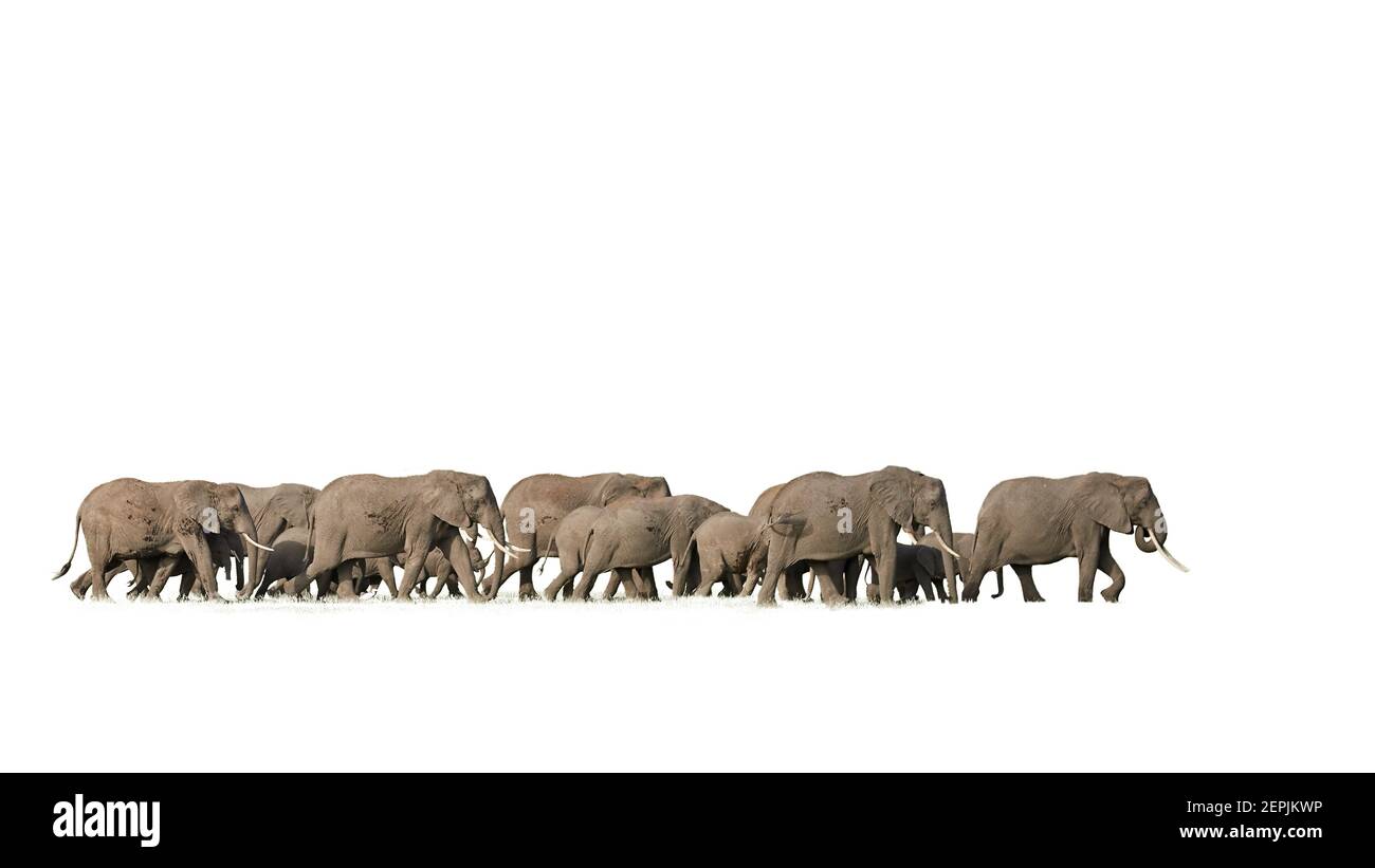 Isolé sur fond blanc, un énorme troupeau d'éléphants africains marchant dans la savane. Faune du Kenya, Amboseli. Banque D'Images