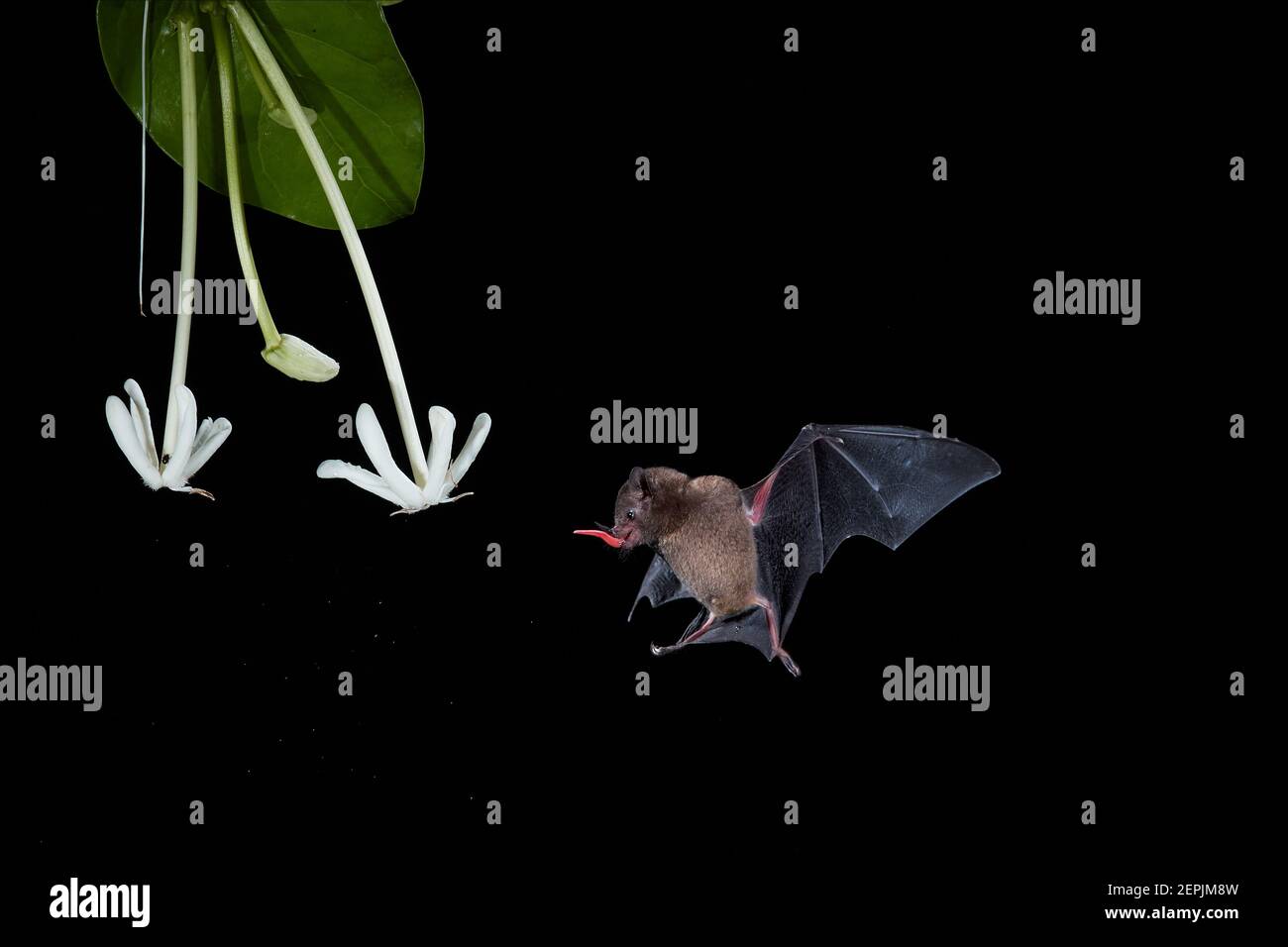 Isolé sur le noir, le Bat long-tongué de Pallas, Glossophaga soricina, animal nocturne, se nourrissant par la langue longue sur le nectar de la fleur blanche. Batte avec mét Banque D'Images
