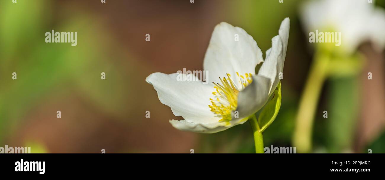 Bannière avec fleur de chellebore blanc ou rose de Chirstman devant d'un fond vert au printemps Banque D'Images