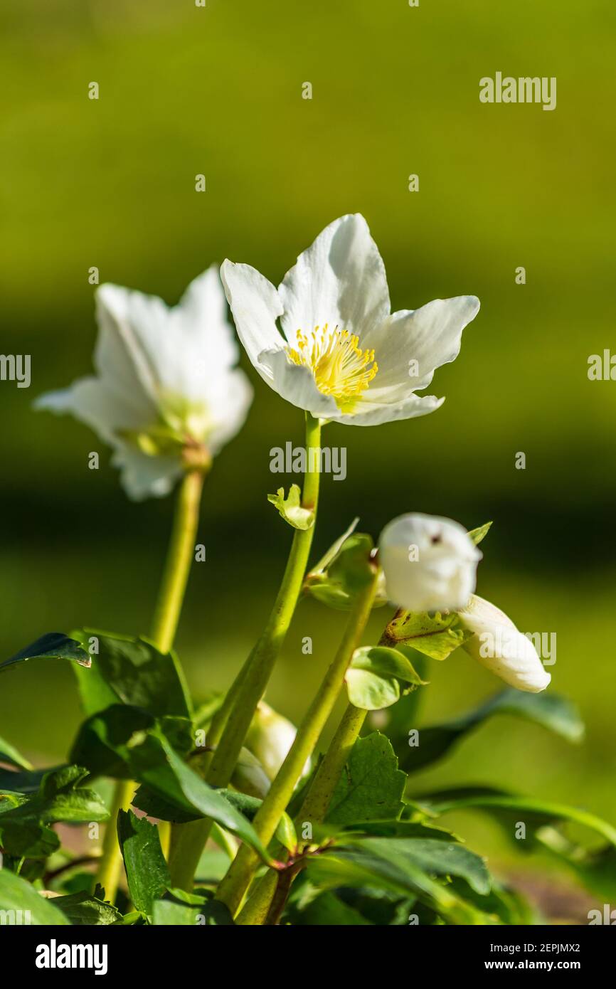 Fleur blanche d'hellébore ou Chirstman rose devant un arrière-plan vert au printemps Banque D'Images