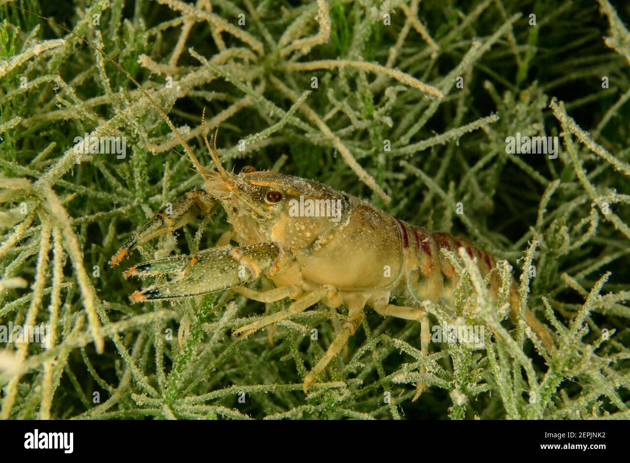 Faxonius limosus, Orconectes limosus, écrevisses spinycheek, espèce envahissante d'Amérique du Nord, Lac Fuschl, Fuschl, Autriche Banque D'Images