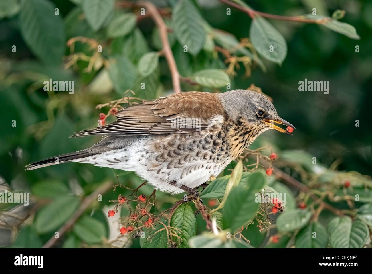 Fieldfare assis dans un arbre mangeant des baies, gros plan en hiver en Écosse Banque D'Images