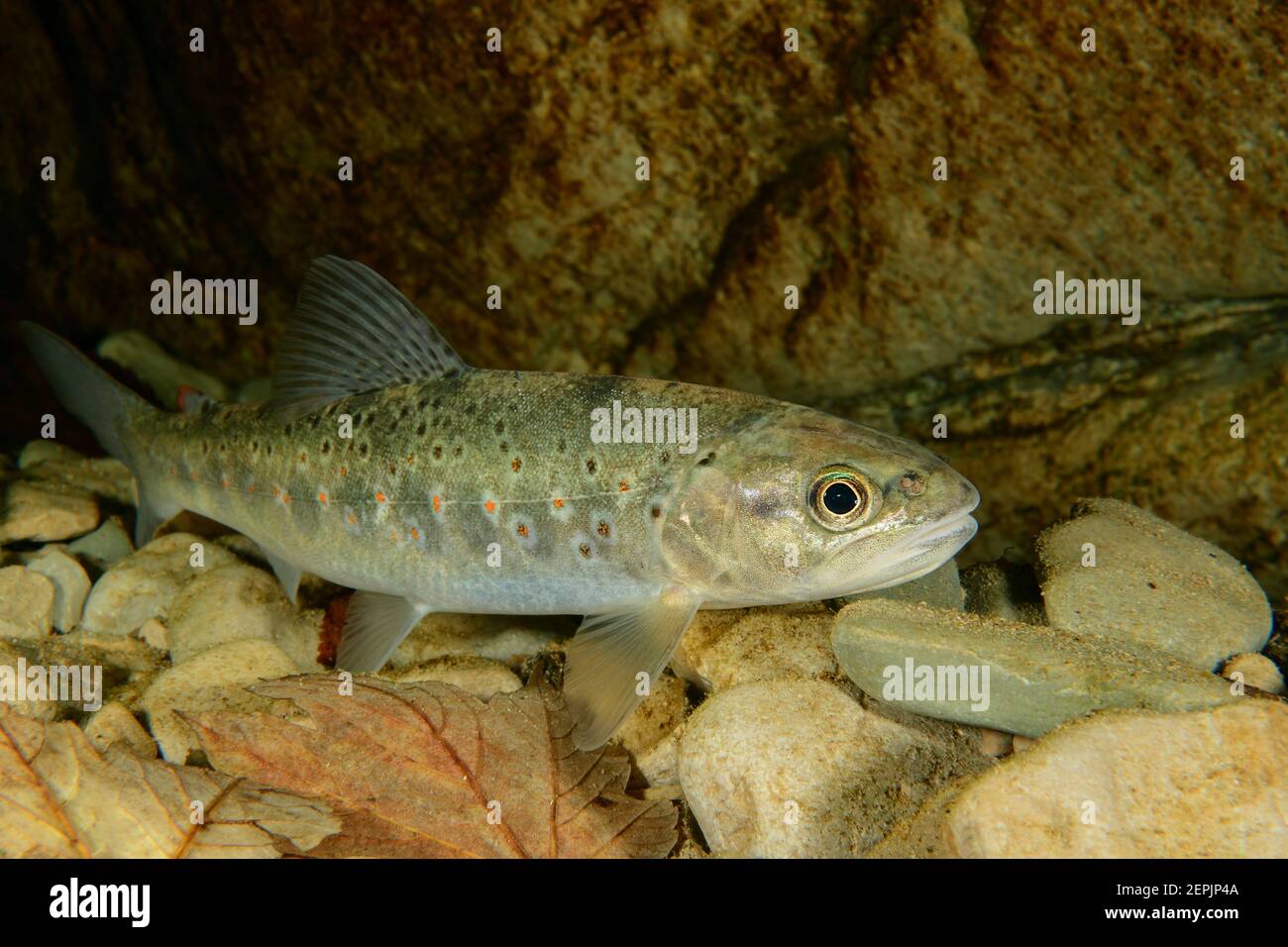 Salmo trutta fario, truite brune, rivière Taugl, Kuchl, Autriche Banque D'Images