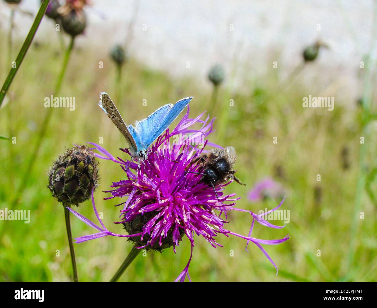 Beau paysage au printemps avec un papillon bleu et une abeille sur la tête d'un flower Banque D'Images