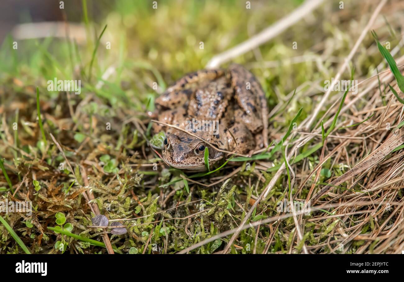 Un toad sur l'herbe en gros plan en Écosse Banque D'Images