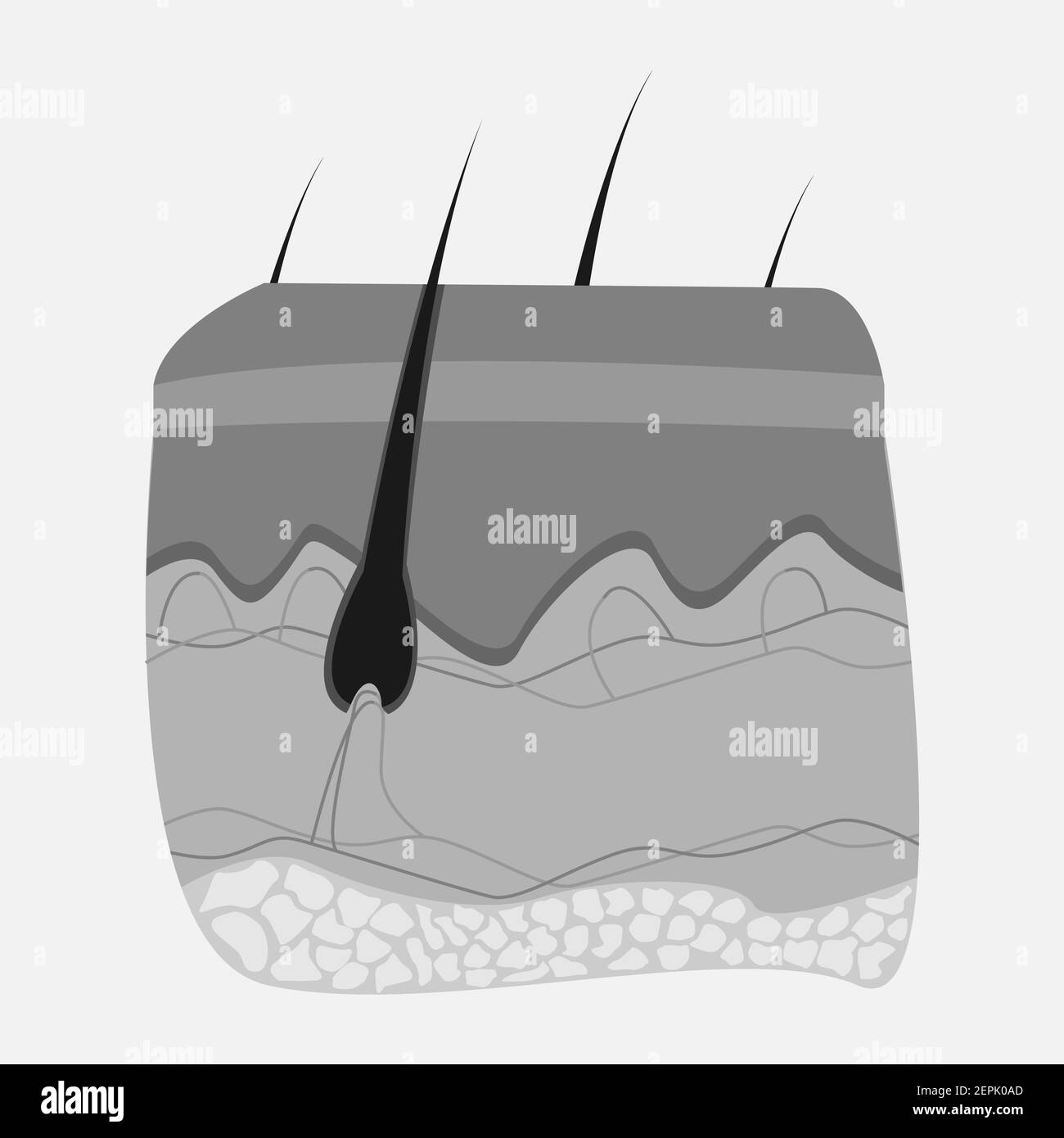 Icône des organes internes humains. Illustration de Vecteur