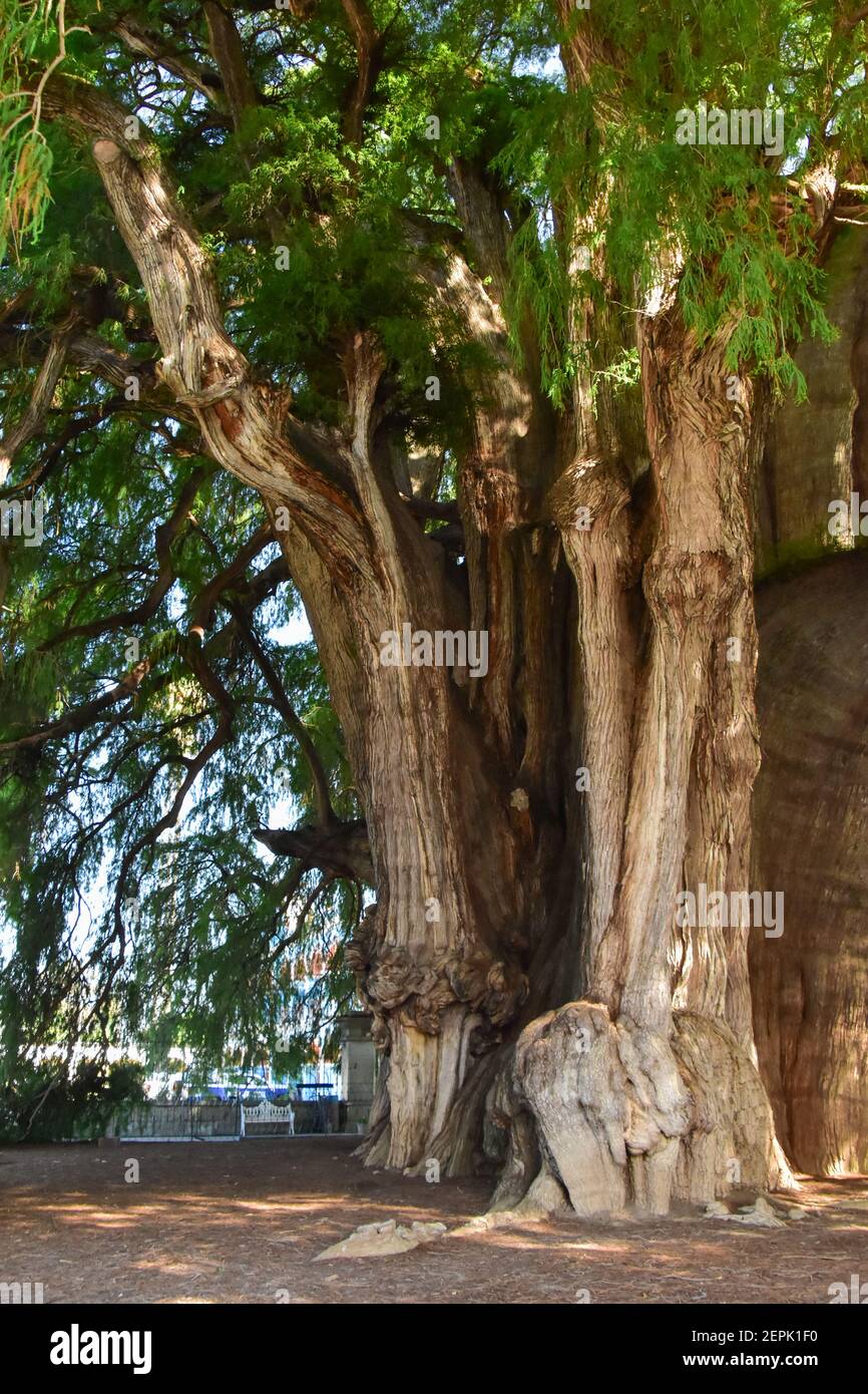 El Árbol del Tule, à Santa María del Tule, au Mexique, est l'un des plus grands arbres du monde Banque D'Images