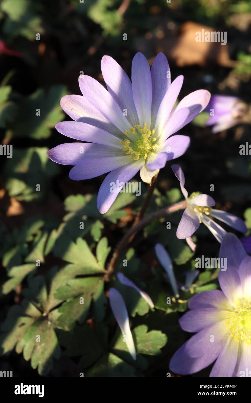 Anemone blanda Fréco – fleurs de lilas à faible croissance de type pâquerette avec feuillage de ferny, février, Angleterre, Royaume-Uni Banque D'Images