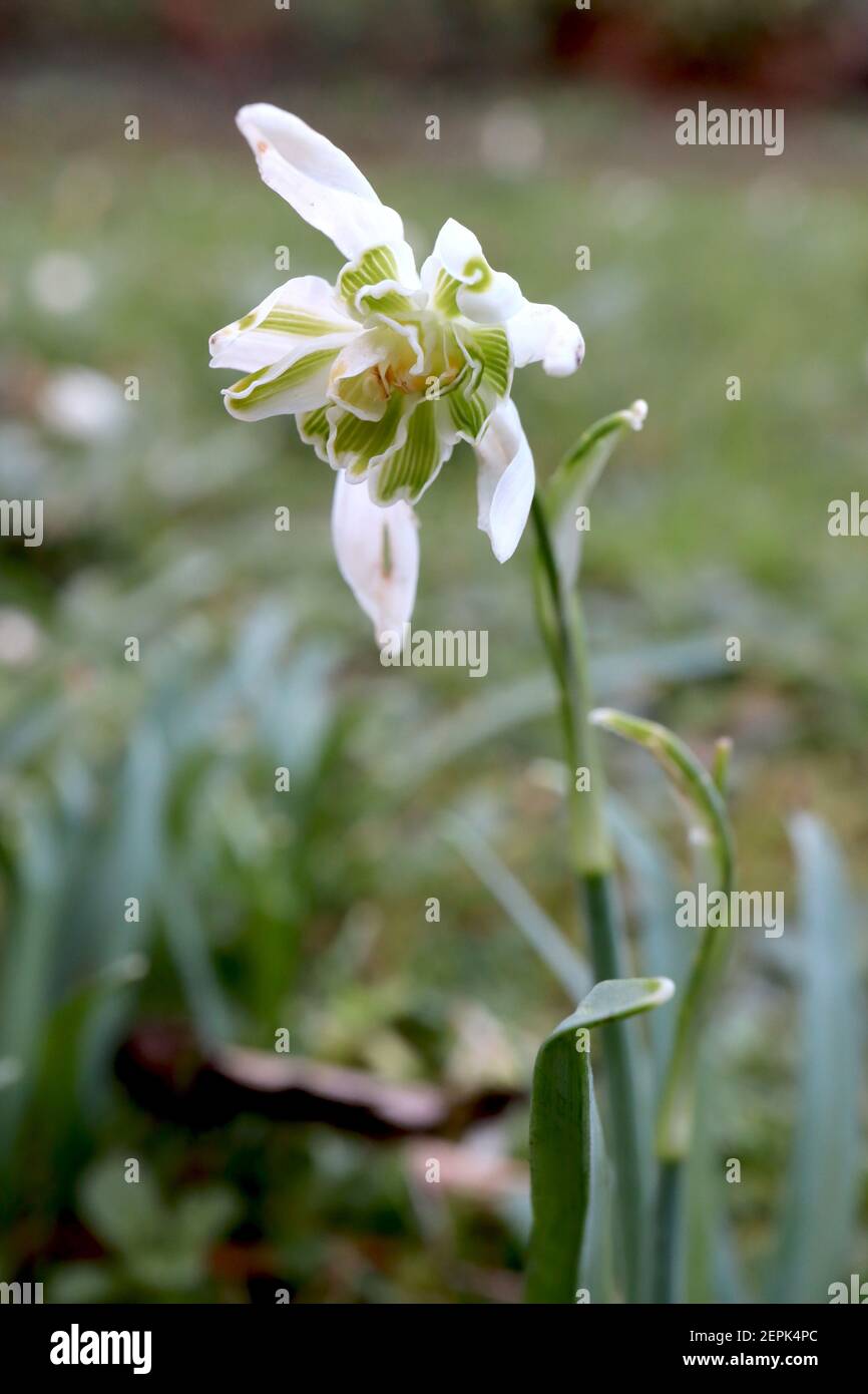 Galanthus Ballerina Snowdrop Ballerina – double Snowdrop nain, février, Angleterre, Royaume-Uni Banque D'Images