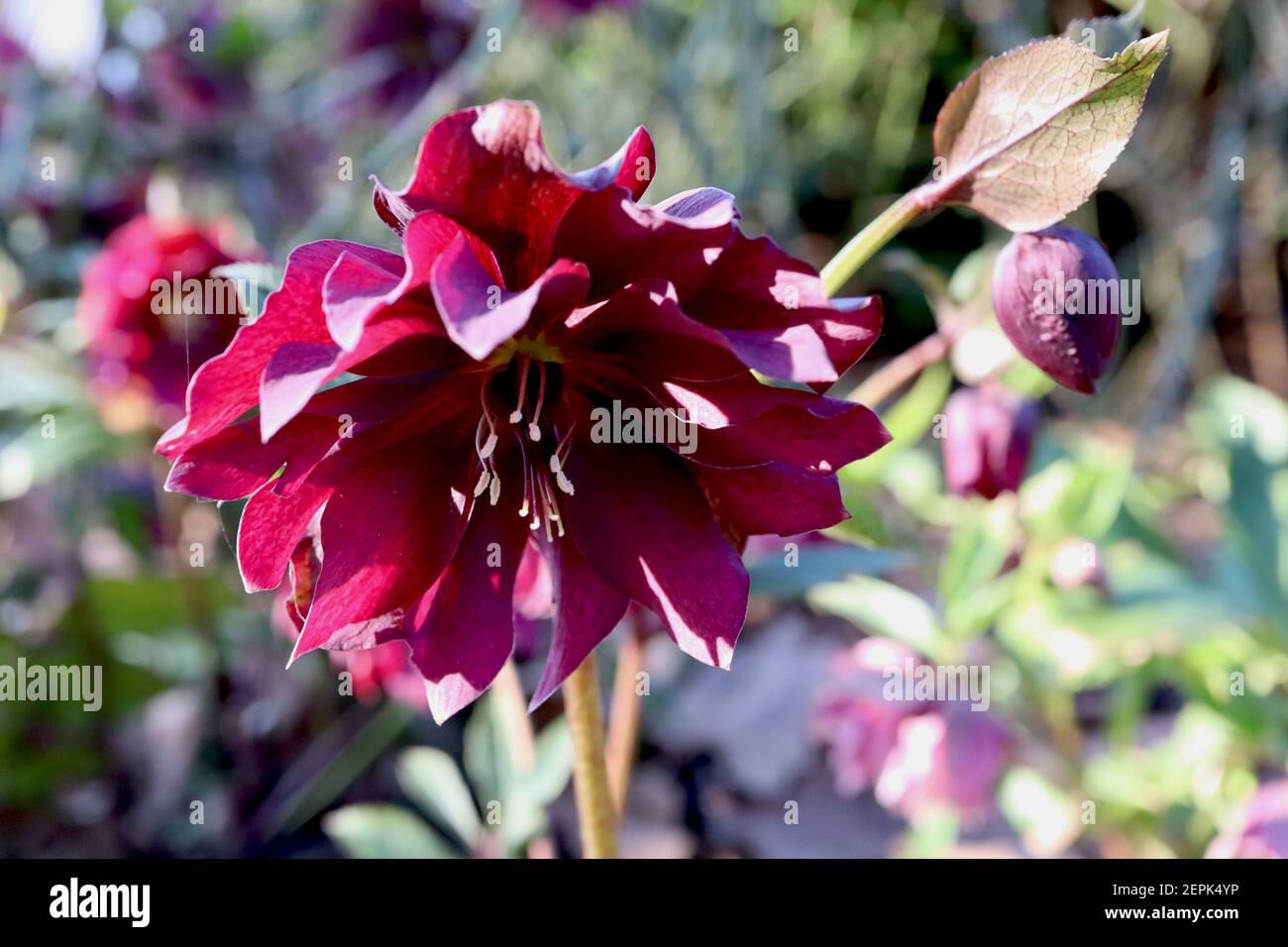 Helleborus x hybridus ‘Harvington Double Red’ hellebore Harvington Double Red – Deep Red roses flowers, février, Angleterre, Royaume-Uni Banque D'Images