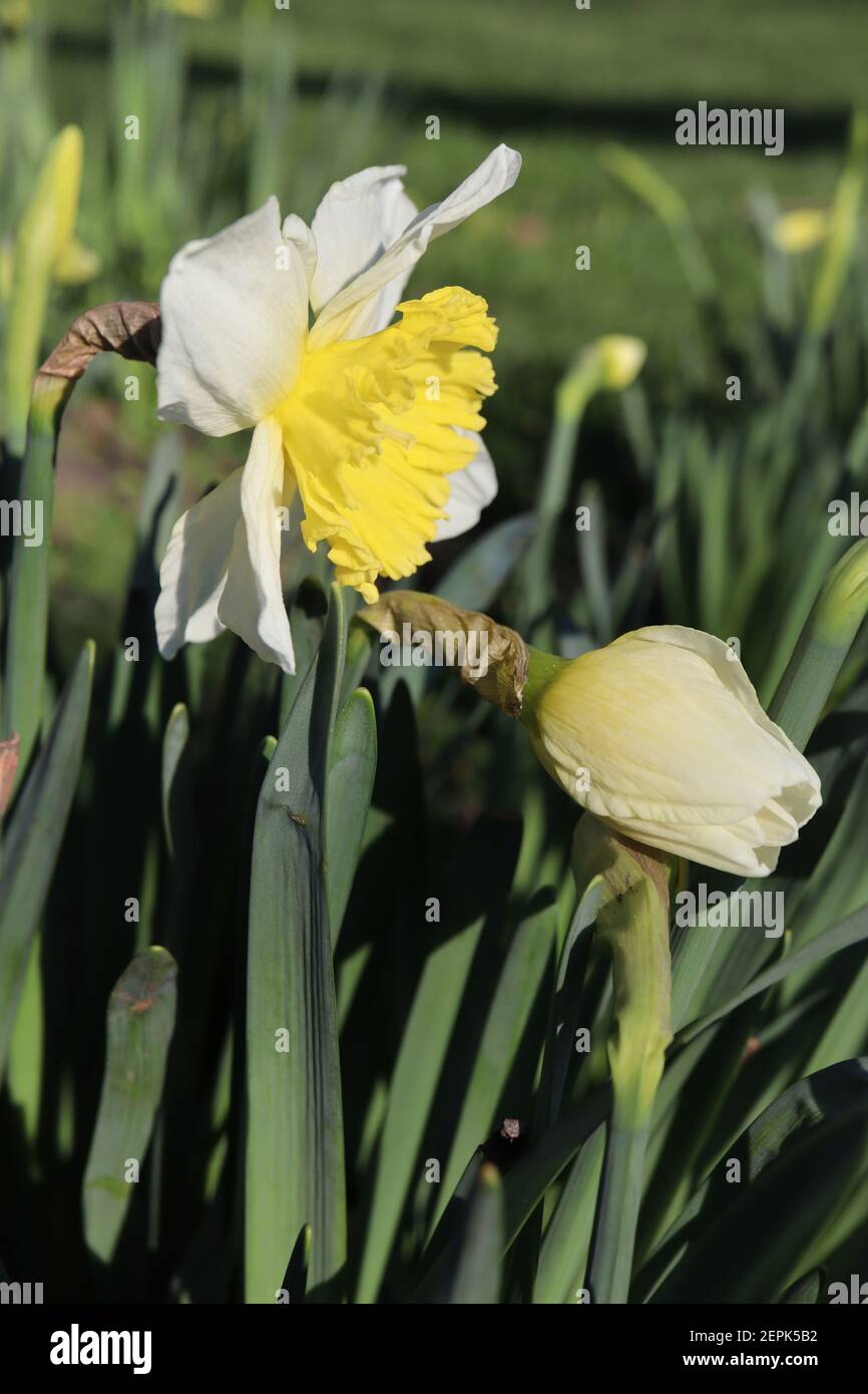 Narcissus «Ice Follies» Division 2 jonquilles à grosses cousues jonquilles aux pétales jaune citron et trompette jaune doré, février, Angleterre, Royaume-Uni Banque D'Images