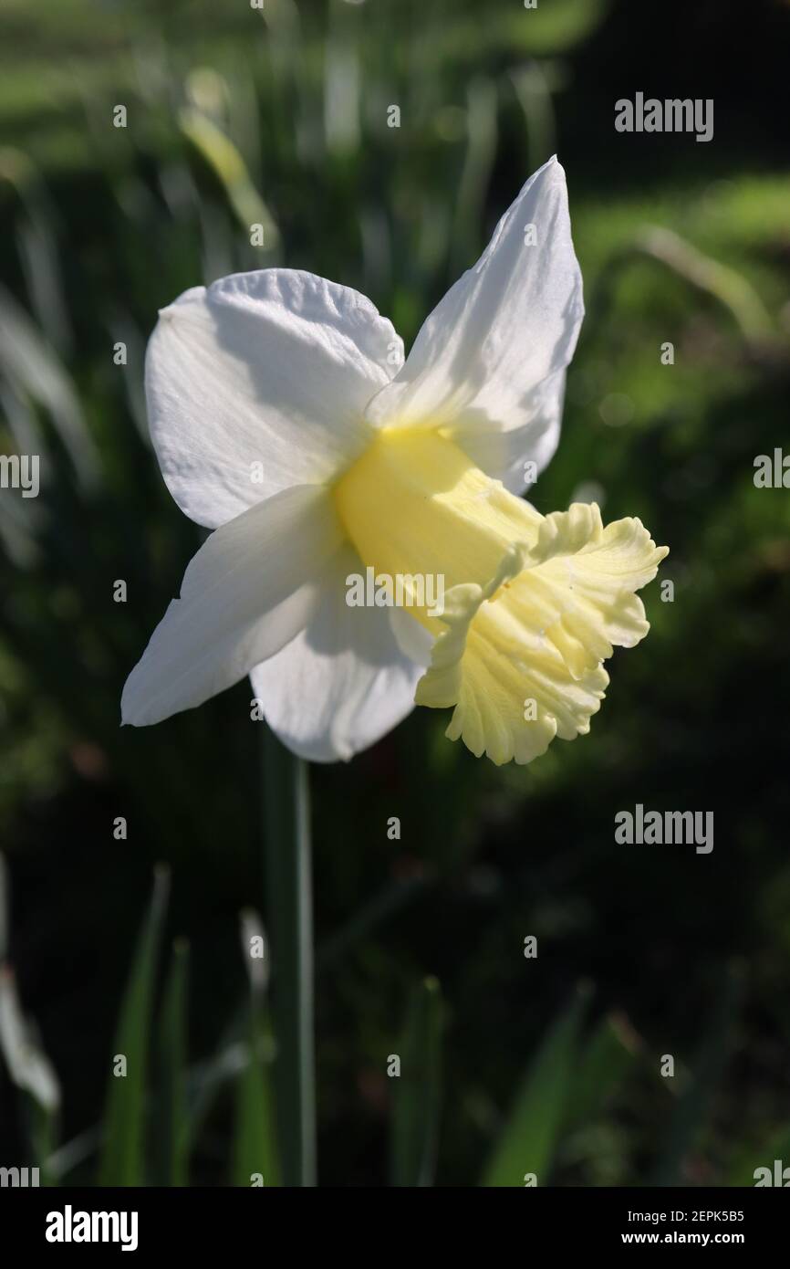 Narcissus ‘Montant Hood’ Division 1 trompette jonquilles jonquille blanche avec grande trompette jaune pâle, février, Angleterre, Royaume-Uni Banque D'Images