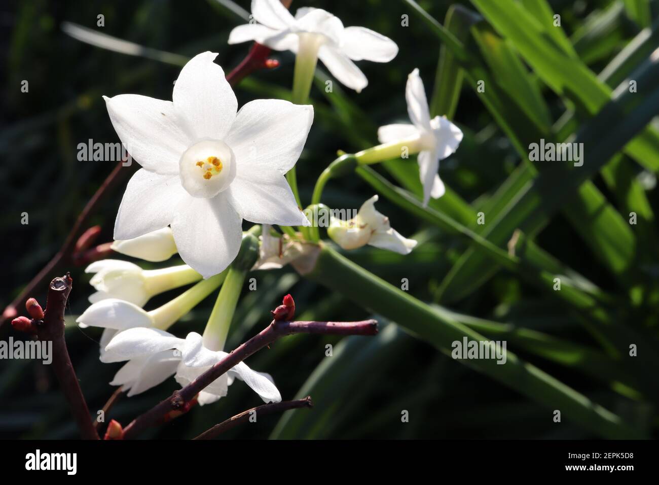 Narcisse ‘Inbal’ / Daffodil Inbal Division 8 Dazetta daffodils blancs à têtes multiples et très parfumés avec une petite tasse, février, Angleterre, Royaume-Uni Banque D'Images