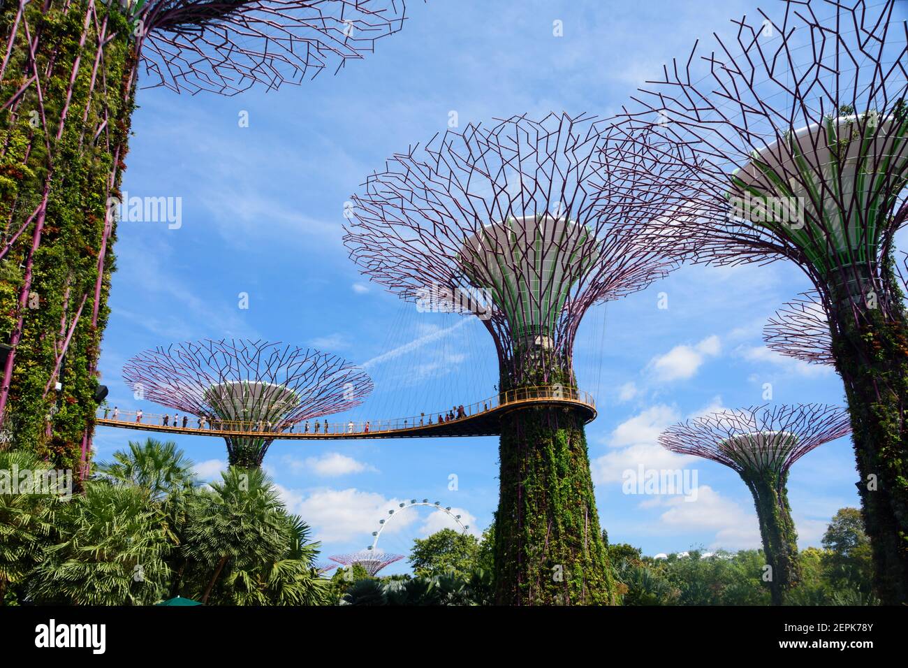 Le Super Tree Grove dans les jardins de la baie de Singapour. Banque D'Images