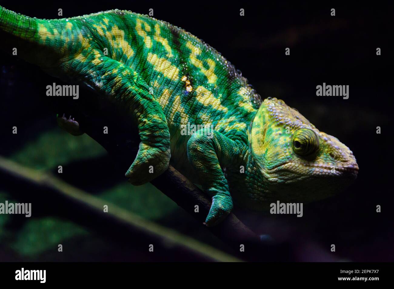 Caméléon au zoo de Singapour Banque D'Images