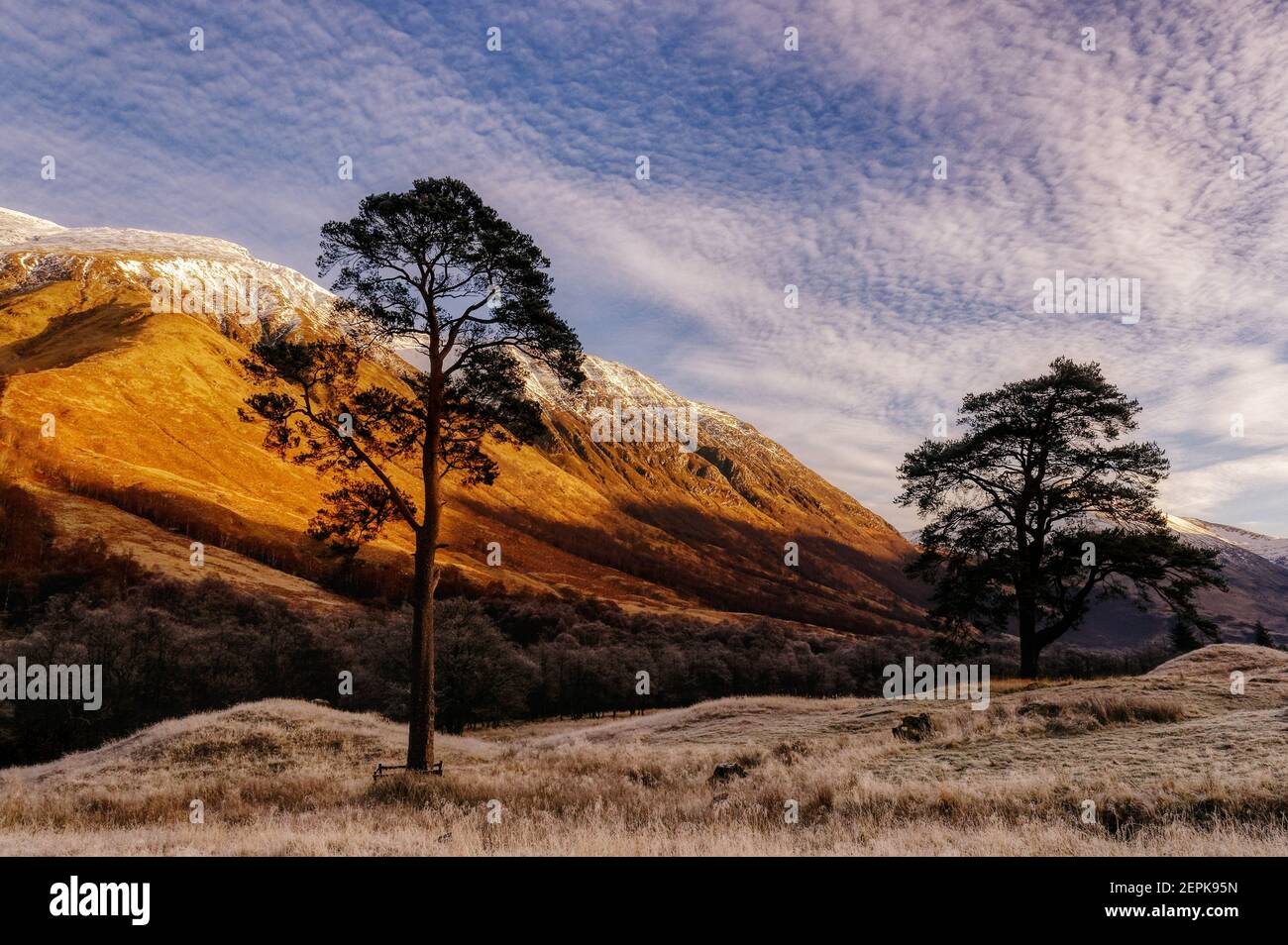 Grand PIN écossais (pinus sylvestris) à Glen Nevis, en Écosse, avec les pentes ensoleillées de Ben Nevis au-delà Banque D'Images