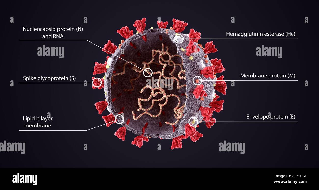 Realistic 3D Illustration du diagramme de structure du virus COVID-19.Virus Corona SARS-COV-2, virus 2019 nCoV sheme.OMICRON Banque D'Images