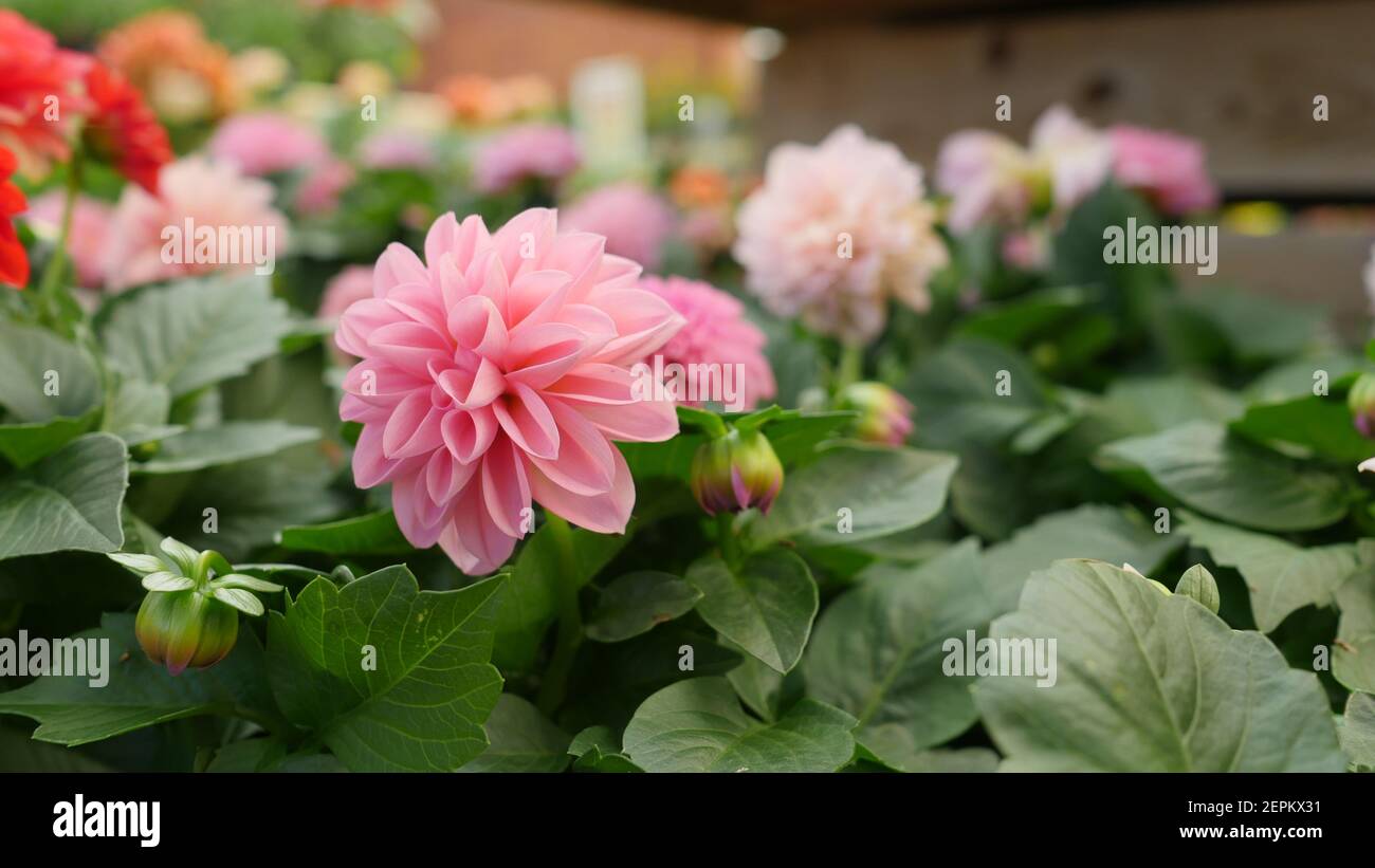 Jolies fleurs de Dahlia rose poussant sur des plantes d'arbustes, fleurs parfumées de grandes fleurs dans le jardin anglais de campagne Banque D'Images