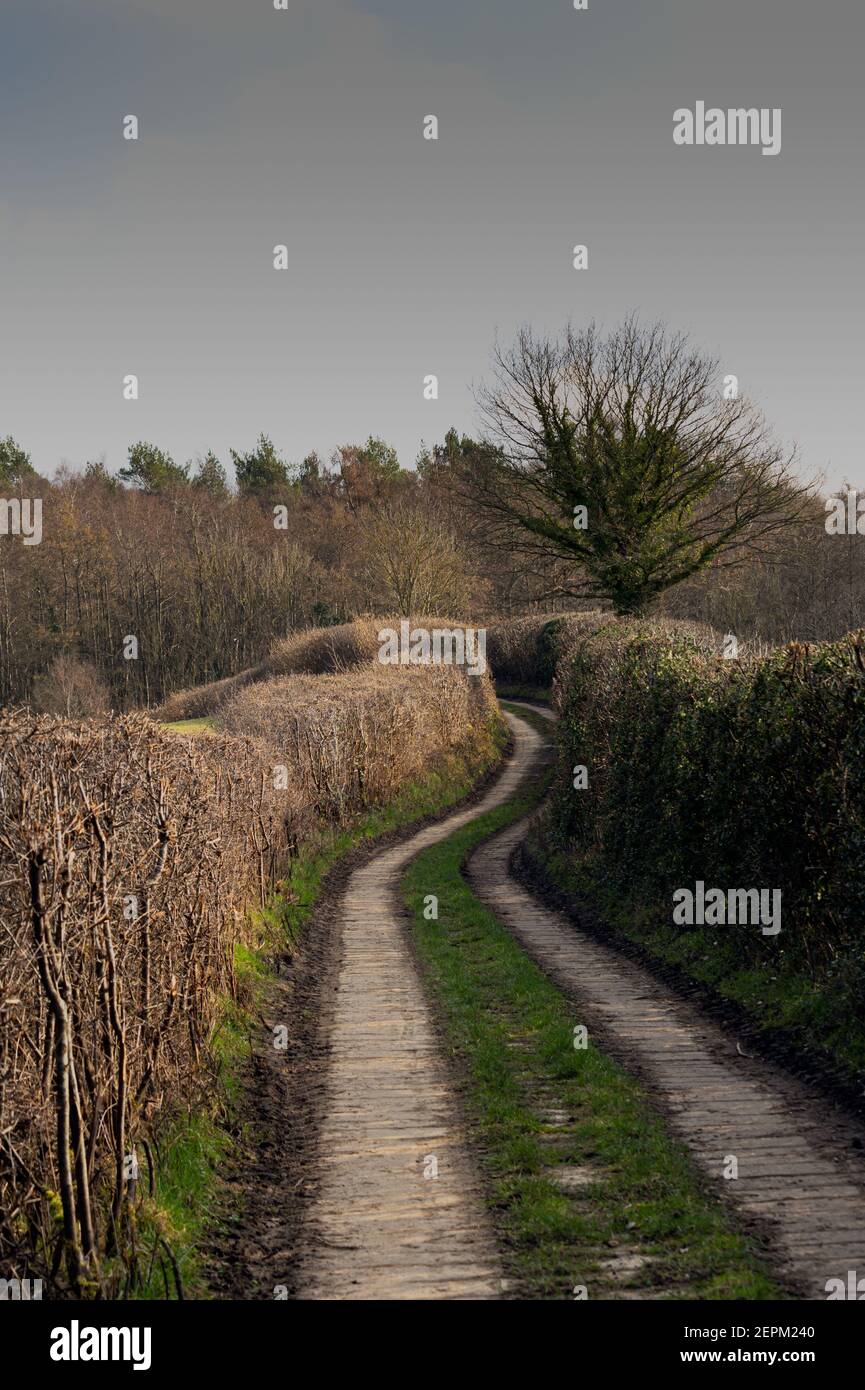 Piste de ferme entre les haies dans la campagne de Wealden, en Angleterre Banque D'Images