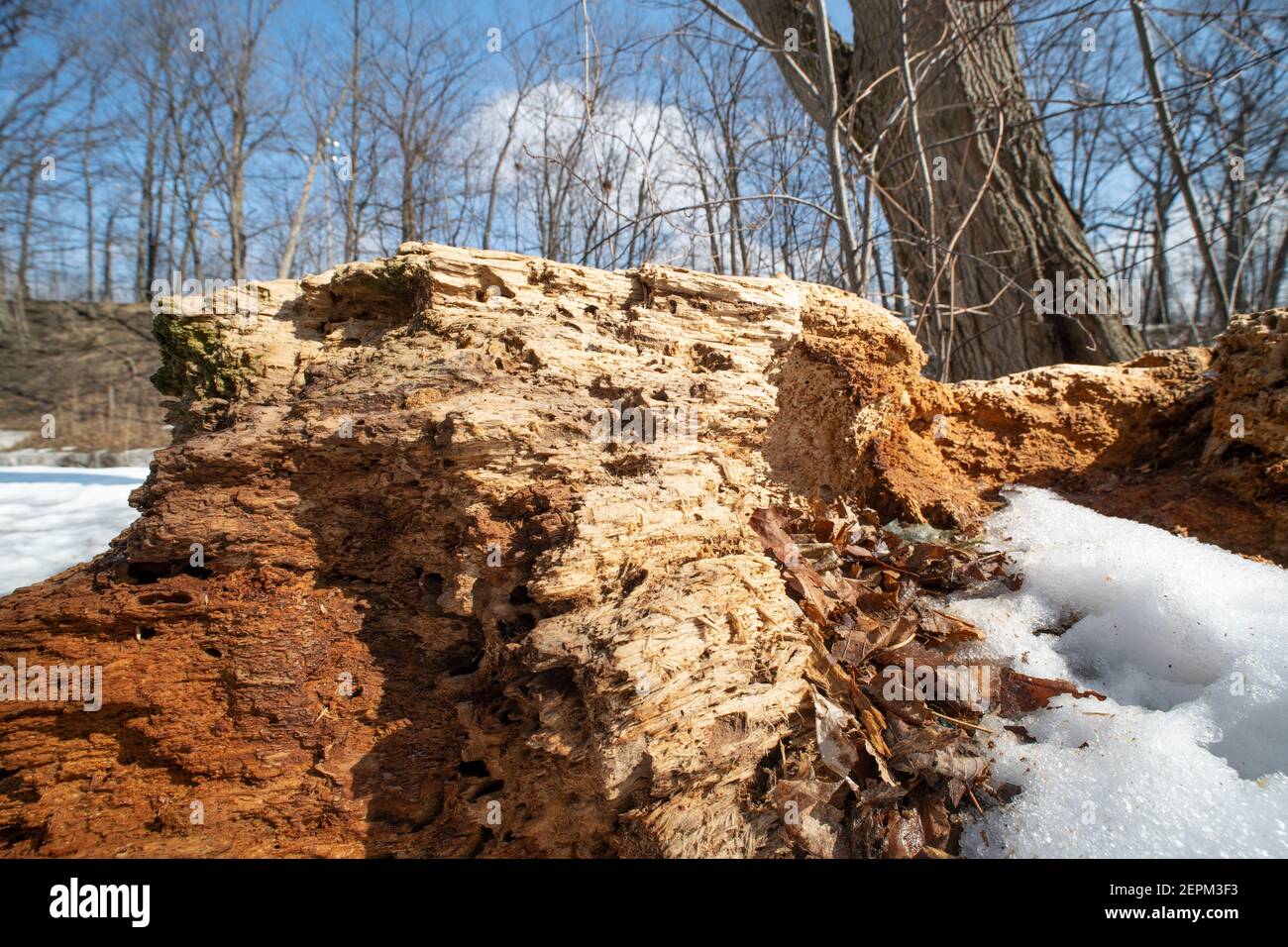 Gros plan d'un tronc d'arbre pourri, arbre de coupe rotten Banque D'Images