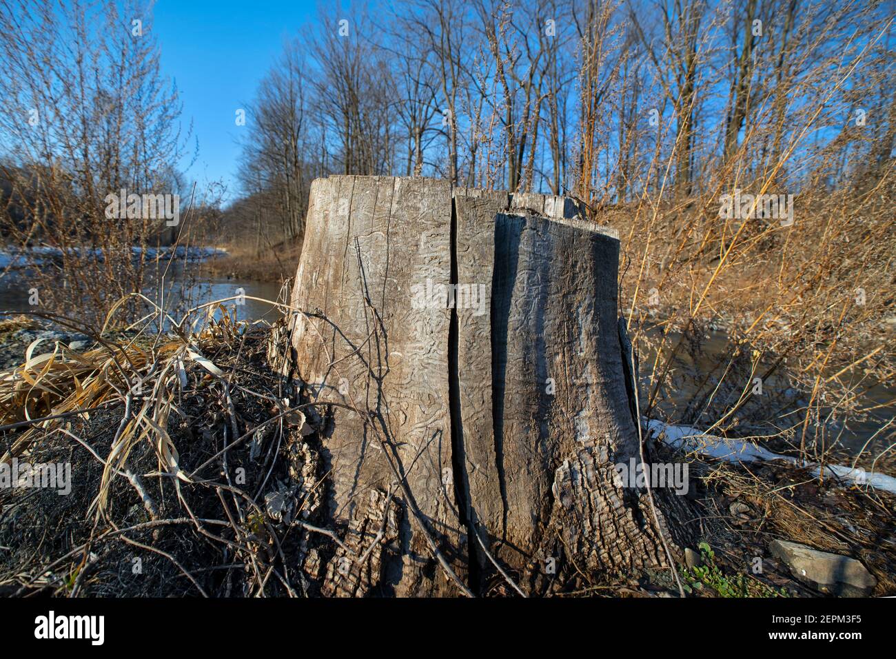 Souche d'arbre, gros plan, hiver Banque D'Images