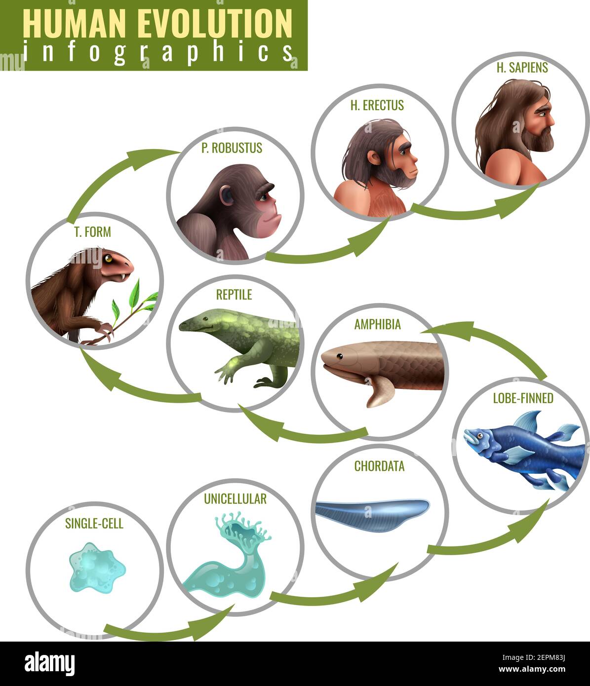 Infographies de l'évolution humaine avec des étapes de développement allant d'une seule cellule à homo sapiens sur fond blanc illustration vectorielle Illustration de Vecteur