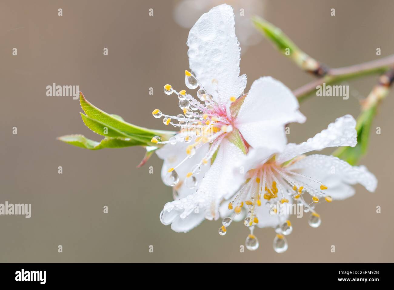 détail macro de la fleur d'amande humide avec des gouttes d'eau, des gouttelettes sur les pétales, les filaments et les anthères. Copier l'espace Banque D'Images