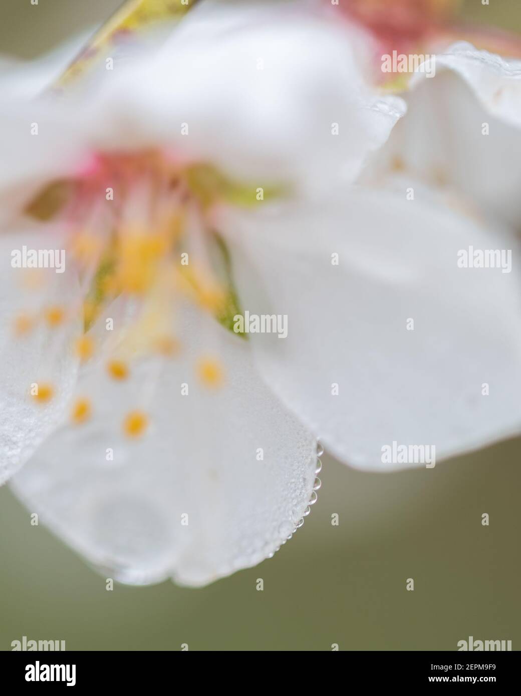 détail macro de la fleur d'amande humide avec des gouttes d'eau, des gouttelettes sur les pétales, les filaments et les anthères. Copier l'espace Banque D'Images