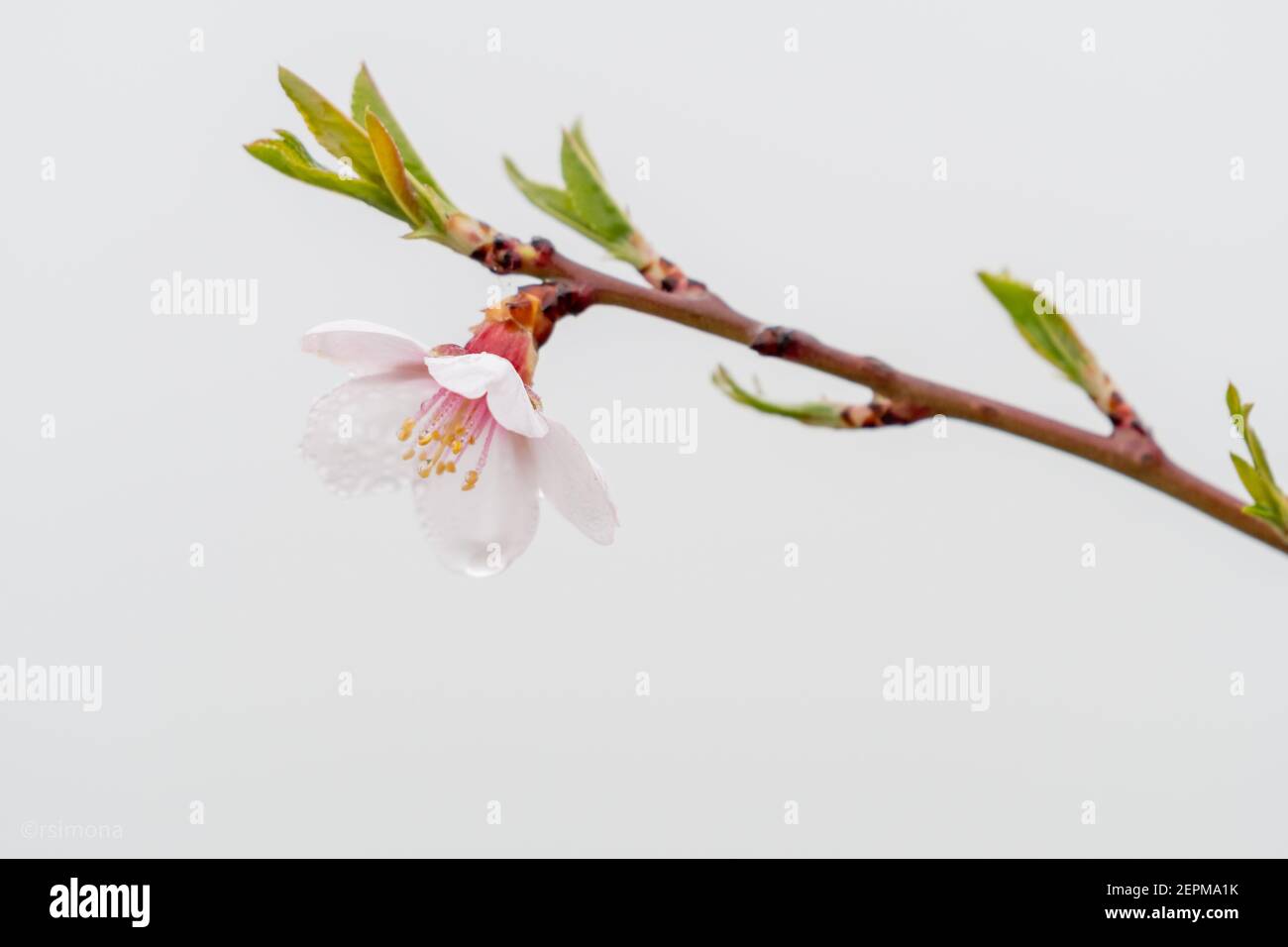 détail macro de la fleur d'amande humide avec des gouttes d'eau, des gouttelettes sur les pétales, les filaments et les anthères. Copier l'espace Banque D'Images