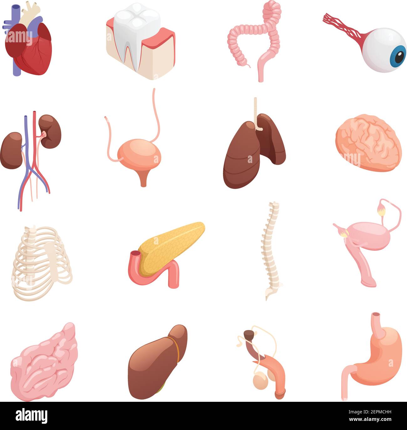 Collection d'icônes isométriques d'anatomie des organes humains avec poumons de foie de coeur illustration du vecteur isolé de l'intestin de la vessie de l'estomac du cerveau Illustration de Vecteur