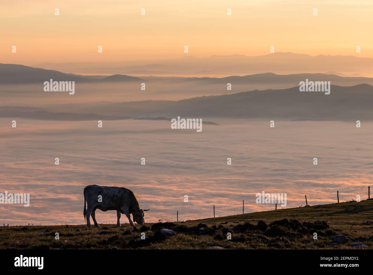 Pasteurs de vache sur une montagne, au-dessus d'une mer de brouillard au coucher du soleil Banque D'Images