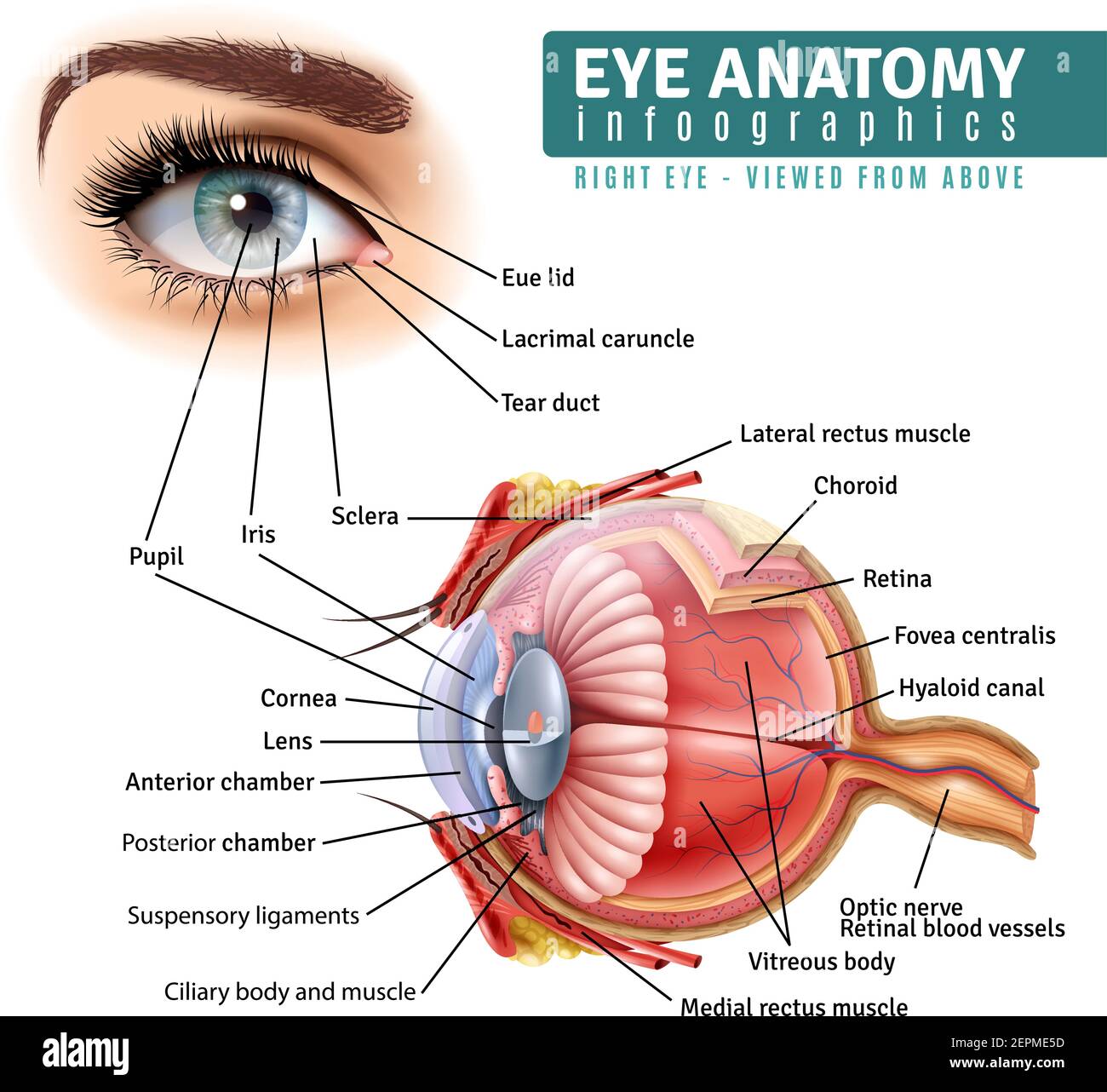 Infographies de l'anatomie de l'œil humain avec vue extérieure et organe à l'intérieur structure sur fond blanc illustration réaliste de vecteur Illustration de Vecteur