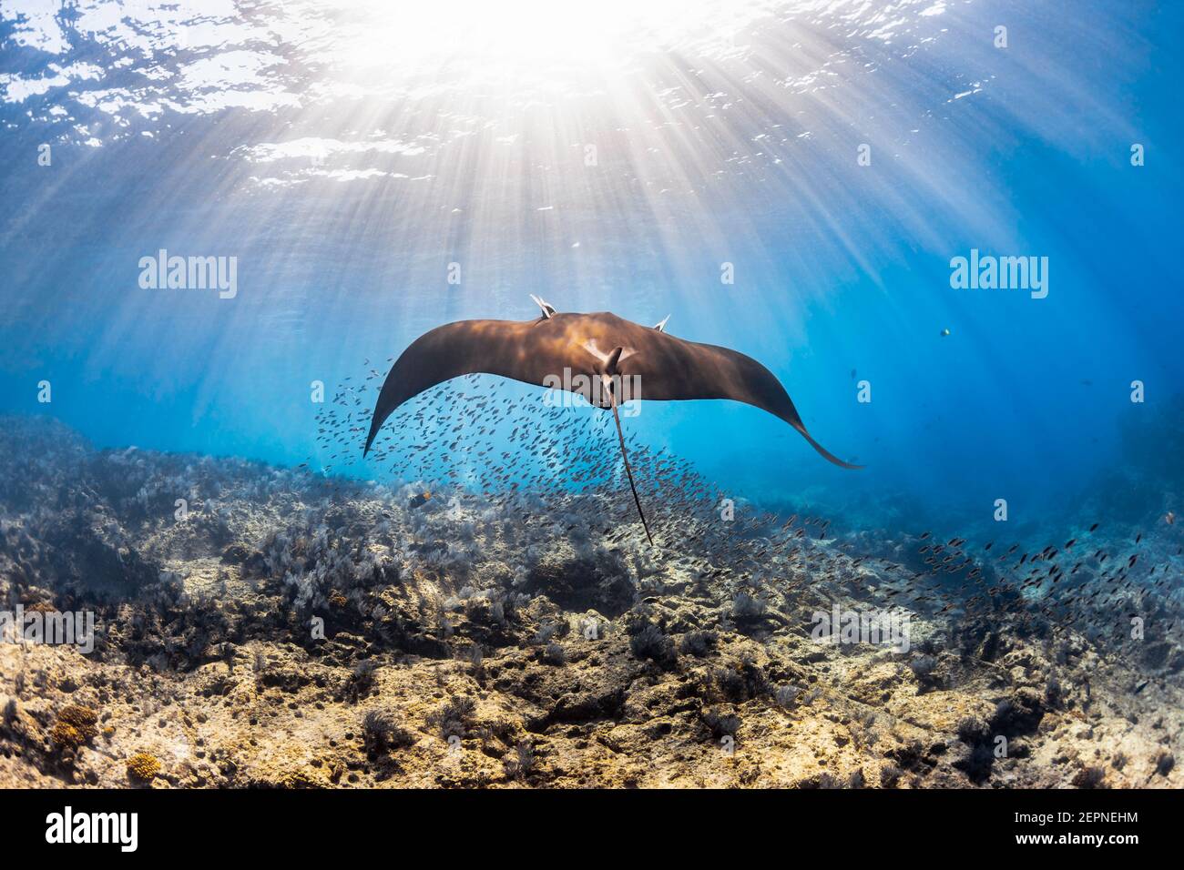 Le géant Pacific Manta Ray glisse vers le passé à la Reina, Espirituu Santo, Baja California sur, Mexique Banque D'Images